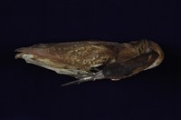 藏品(栗小鷺)的圖片